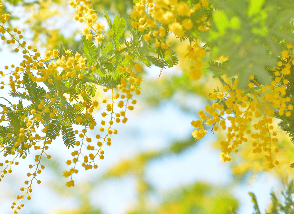 Mimosa Pictures